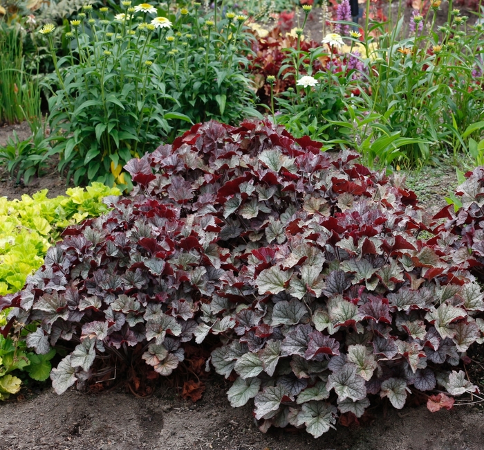 Coral Bells - Heuchera 'Northern Exposure Silver' from EC Browns Nursery