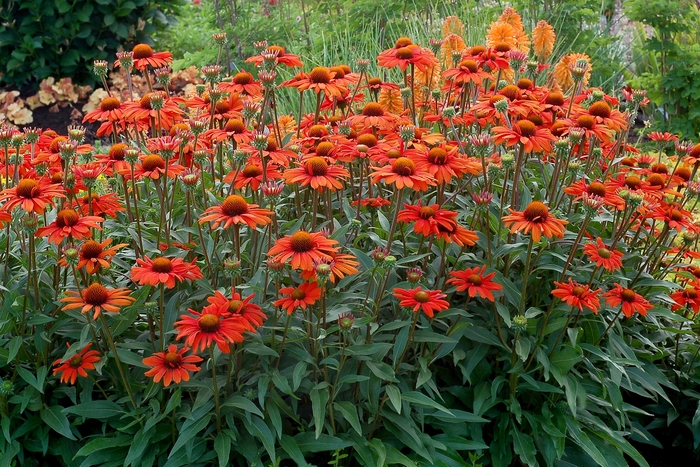 Coneflower - Echinacea 'Kismet Intense Orange' from EC Browns Nursery
