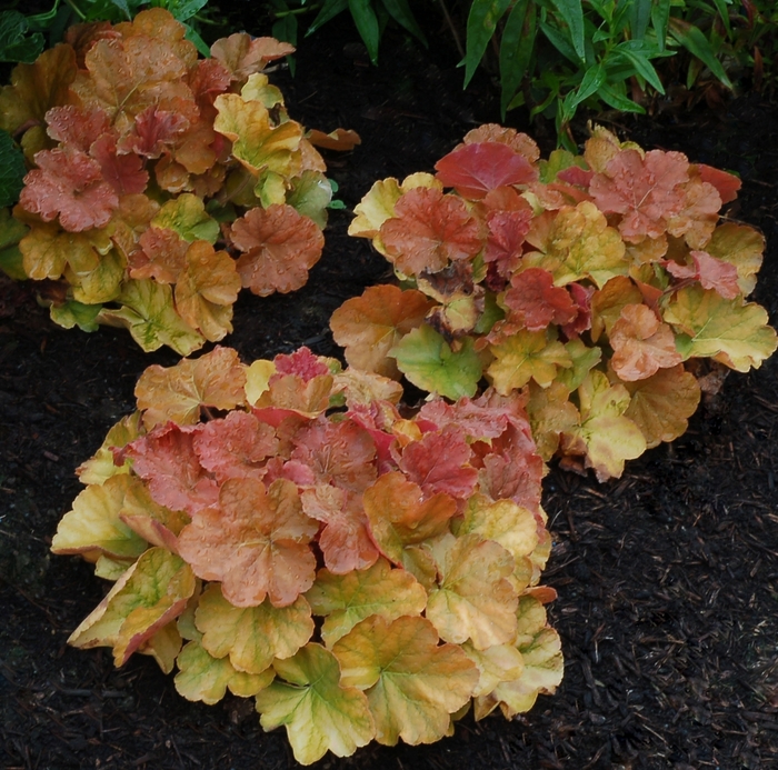 Coral Bells - Heuchera 'Northern Exposure Amber' from EC Browns Nursery