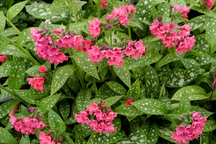 'Shrimps on the Barbie' Lungwort - Pulmonaria 'Shrimps on the Barbie' from EC Browns Nursery