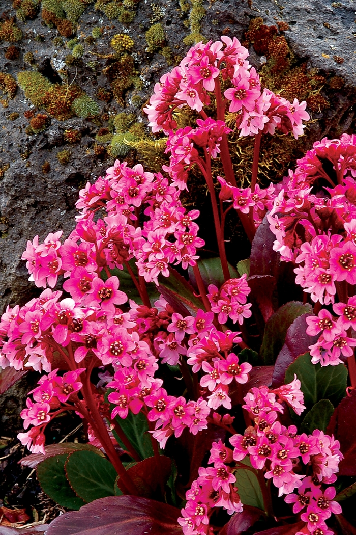 Heartleaf Bergenia - Bergenia 'Pink Dragonfly' from E.C. Brown's Nursery