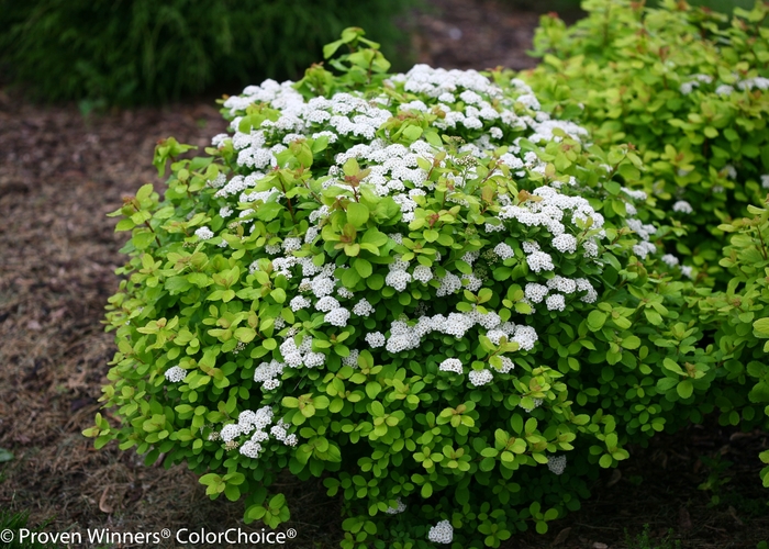 Glow Girl® - Spiraea betulifolia from EC Browns Nursery