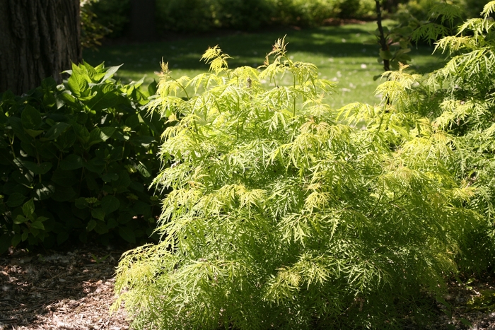 Elderberry - Sambucus racemosa 'Lemony Lace' from EC Browns Nursery