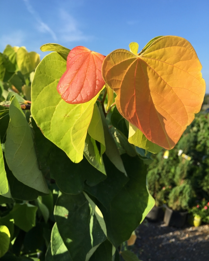 Redbud - Cercis canadensis 'The Rising Sun' from EC Browns Nursery