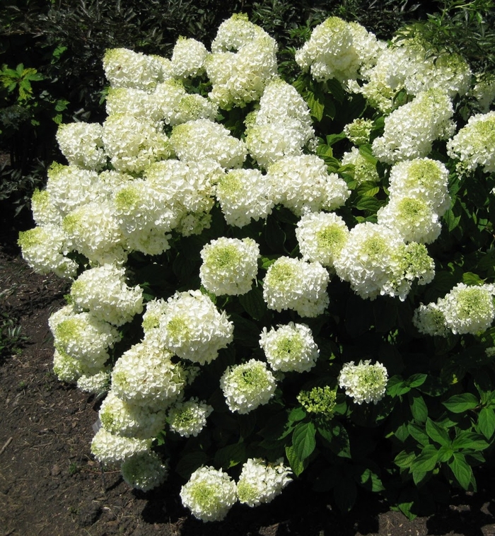 Low Tide- 'Silver Dollar' - Hydrangea paniculata from EC Browns Nursery