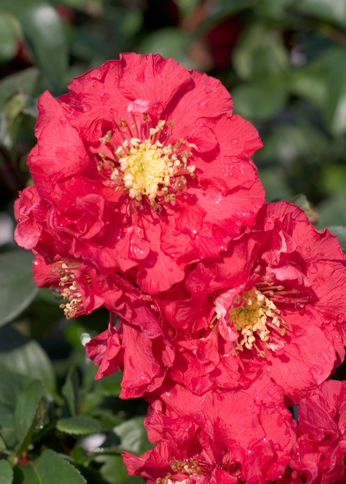 Double Take Pink&trade; - Chaenomeles speciosa Flowering Quince from EC Browns Nursery