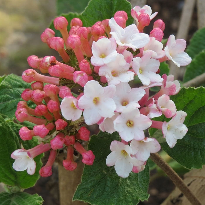 Sugar n' Spice&trade; - Viburnum carlesii from EC Browns Nursery