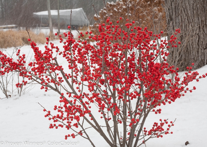 Berry Poppins&reg; Winterberry - Ilex verticillata 'FARROWBPOP' PP25835, Can 5286 from EC Browns Nursery