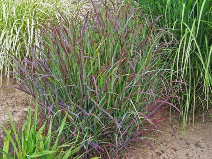 'Cheyenne Sky' - Panicum virgatum from EC Browns Nursery