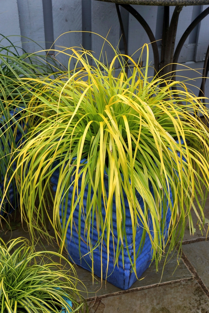 EverColor&reg; 'Everillo' - Carex oshimensis from EC Browns Nursery