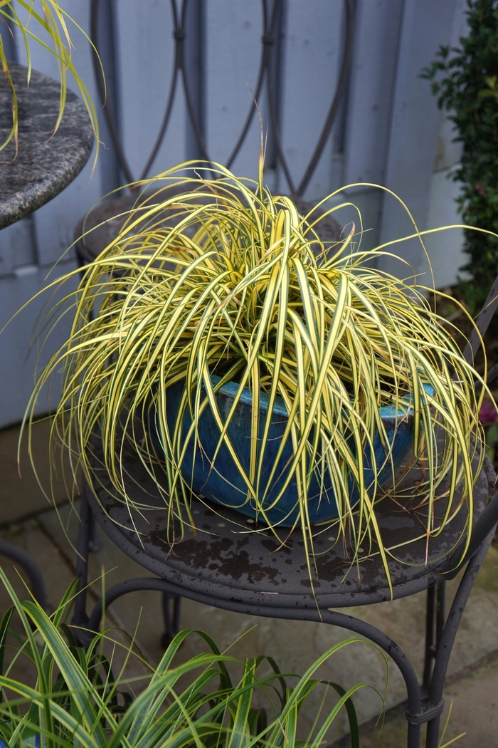 Evercolor&reg; 'Everoro' - Carex oshimensis from EC Browns Nursery