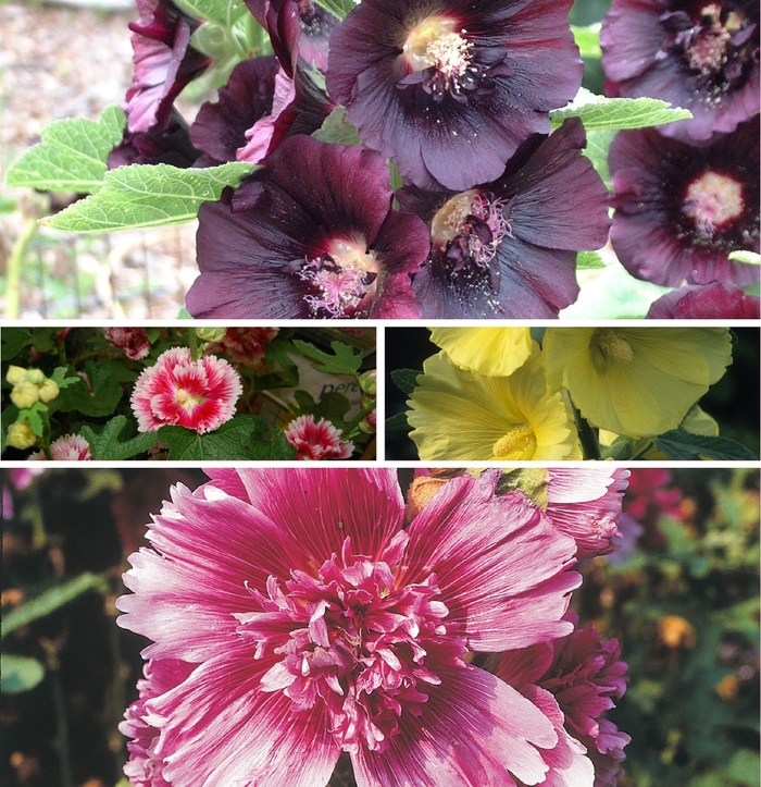 'Multiple Varieties' Hollyhock - Alcea from EC Browns Nursery