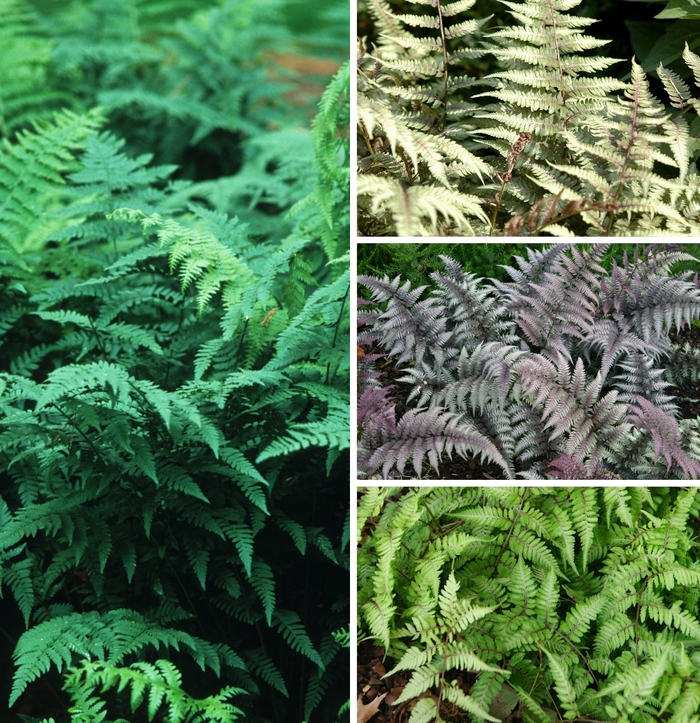 Wood Fern - Athyrium Multiple Varieties from EC Browns Nursery
