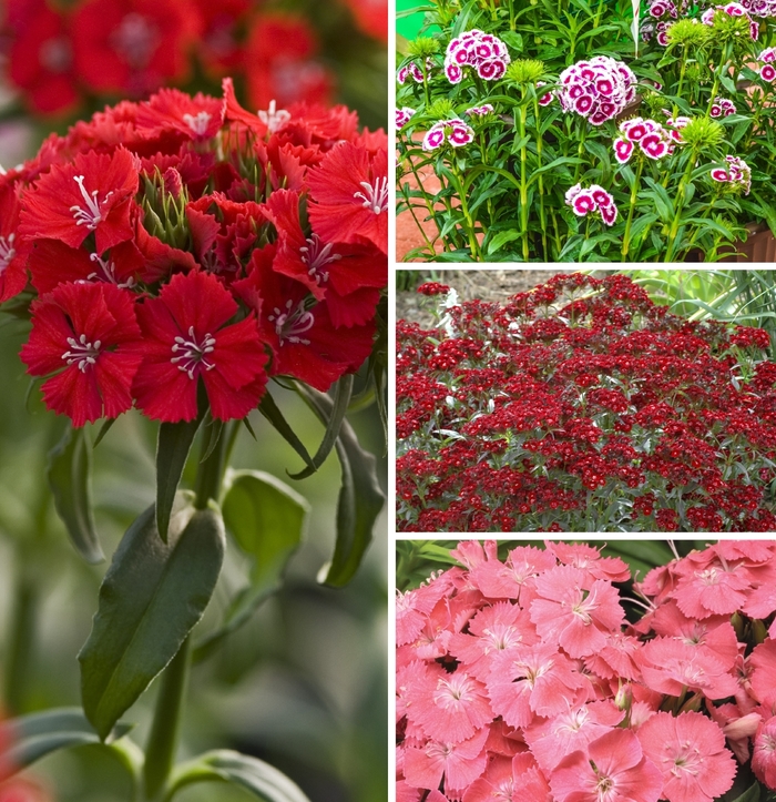 'Multiple Varieties' Sweet William - Dianthus barbatus from EC Browns Nursery