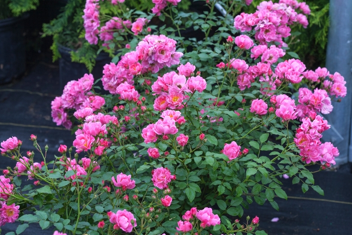 Oso Easy® Double Pink - Rosa x from EC Browns Nursery