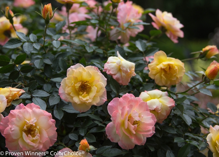 Oso Easy Italian Ice® - Rosa x 'CHEWNICEBELL' PP26532 from EC Browns Nursery