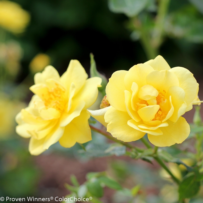 Oso Easy Lemon Zest® Landscape Rose - Rosa 'Chewhocan' PP26914, Can 5130 (Landscape Rose) from EC Browns Nursery