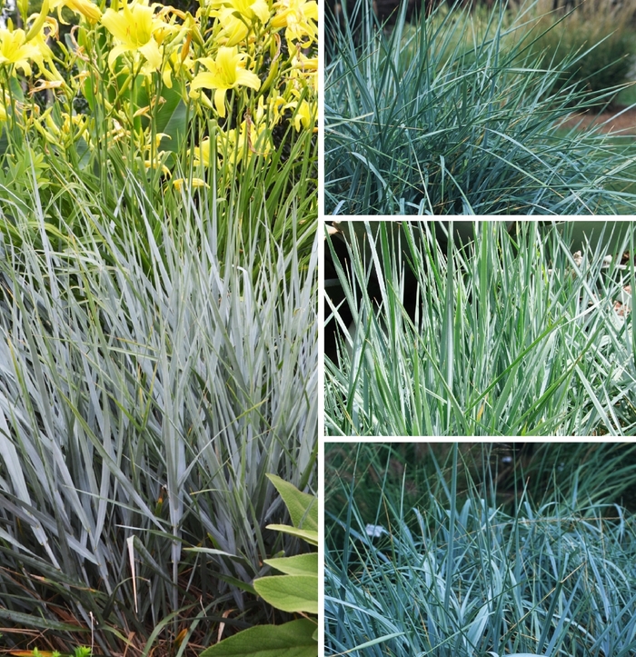 Blue Lyme Grass - Leymus Multiple Varieties from EC Browns Nursery