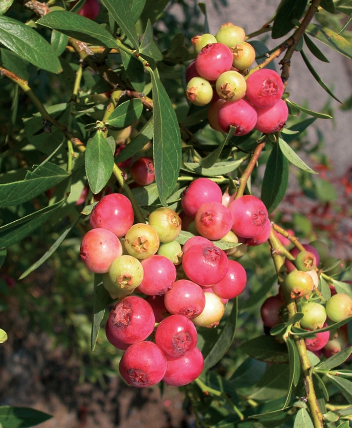 Pink Lemonade Blueberry - Vaccinium angustifolium 'Pink Lemonade' from EC Browns Nursery