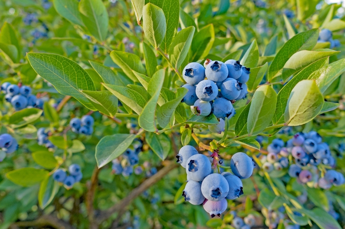 'Top Hat' Dwarf Blueberry - Vaccinium ang. Top Hat' from EC Browns Nursery