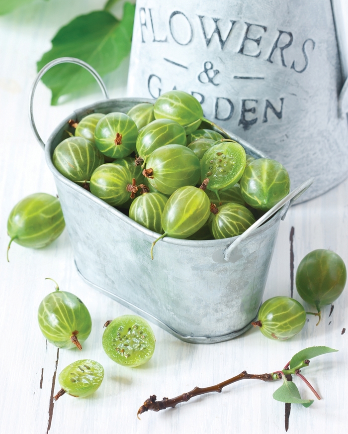 Pixwell Gooseberry - Ribes grossulariodes 'Pixwell' from EC Browns Nursery