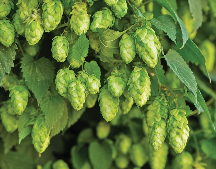 'Nugget' Ornamental Hop - Humulus lupulus from EC Browns Nursery