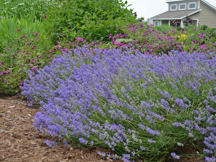 Lavender - Lavandula angustifolia 'Blue Cushion' from EC Browns Nursery