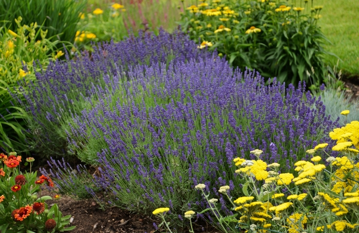 English Lavender - Lavandula angustifolia 'Hidcote Blue' from EC Browns Nursery