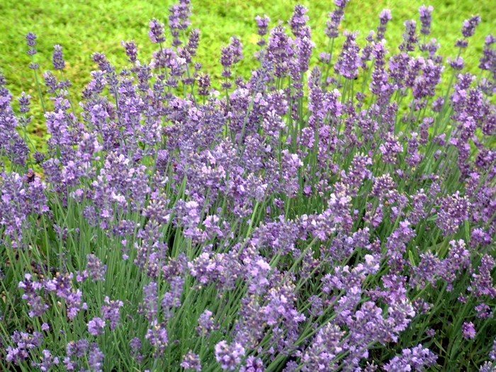  Munstead Lavender - Lavandula angustifolia from EC Browns Nursery