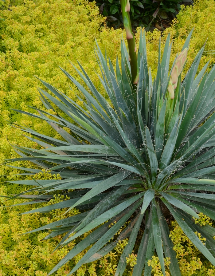 Adam's needle - Yucca 'Excalibur' from EC Browns Nursery