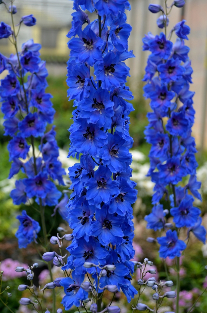 Delphinium - Delphinium elatum 'Million Dollar Blue' from EC Browns Nursery