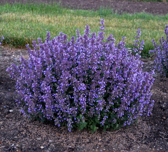 Cat's Pajamas Catmint - Nepeta 'Cat's Pajamas' PPAF, Can PBRAF (Catmint) from EC Browns Nursery