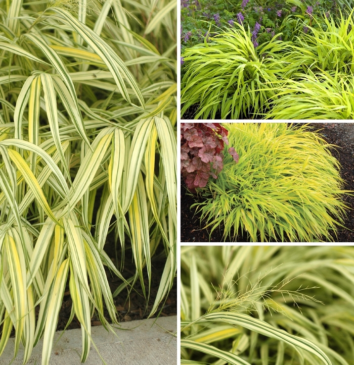 Japanese Forest Grass - Hakonechloa Multiple Varieties from EC Browns Nursery