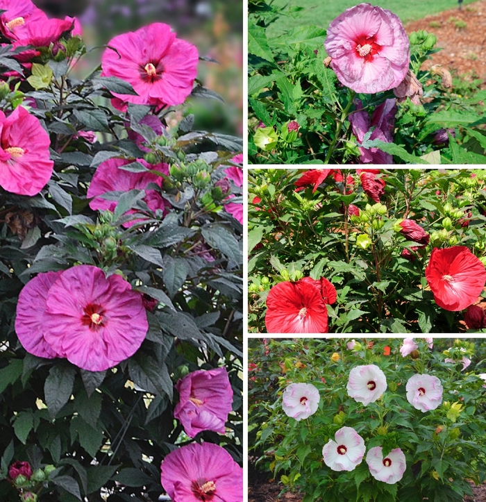 Summerific&reg; Series - Hibiscus hybrid from EC Browns Nursery