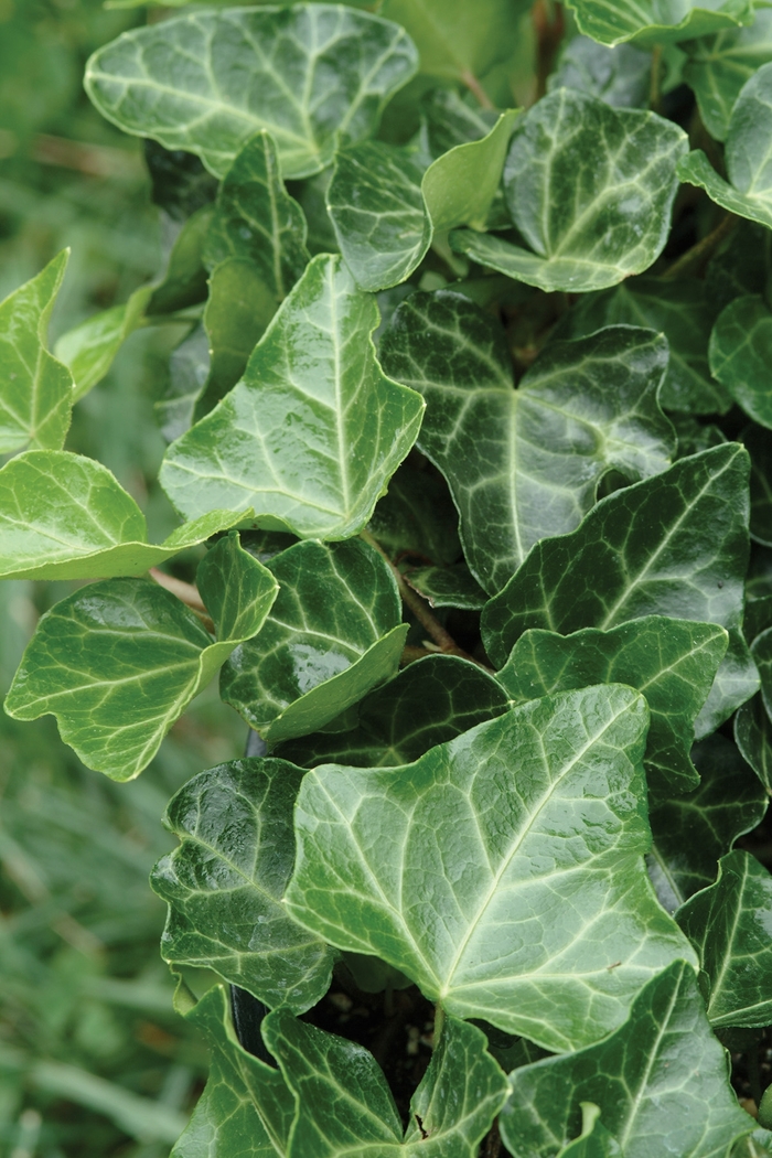 Thorndale English Ivy - Hedera helix 'Thorndale' (English Ivy) from EC Browns Nursery