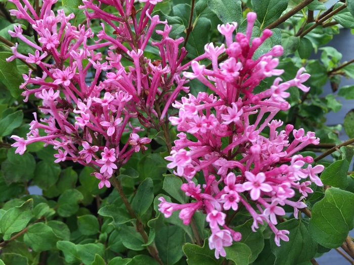 Bloomerang&reg; Dwarf Pink - Syringa x from EC Browns Nursery
