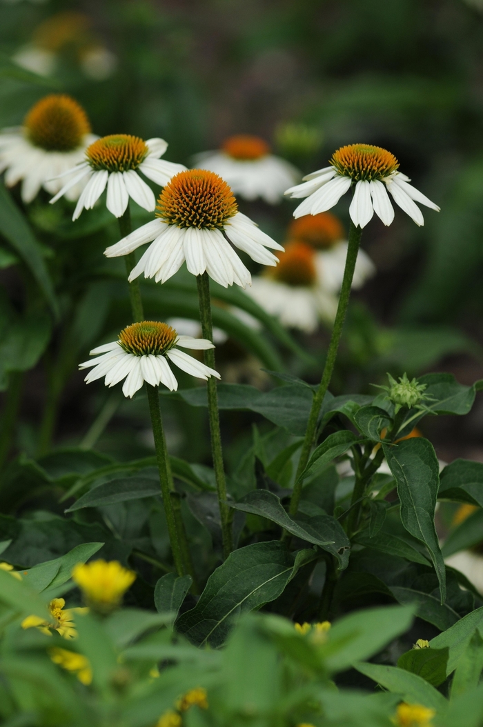 PowWow White - Echinacea purpurea from EC Browns Nursery