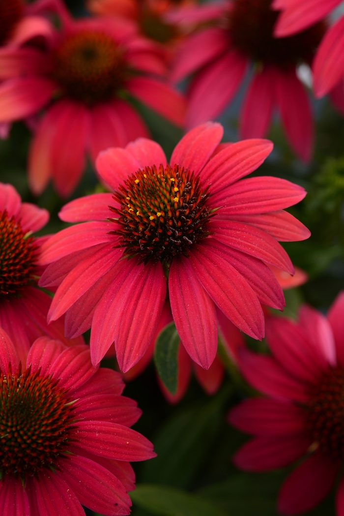 Sombrero&reg; Baja Burgundy Coneflower - Echinacea x hybrida from EC Browns Nursery