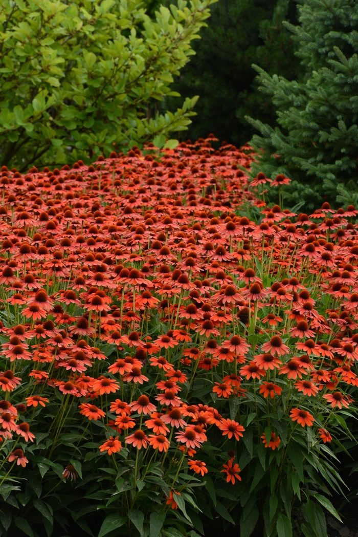 Sombrero&reg; Flamenco Orange Coneflower - Echinacea purpurea 'Flamenco Orange' from EC Browns Nursery