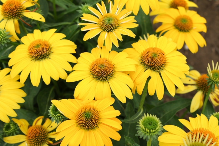 Coneflower - Echinacea 'Sombrero&trade; Lemon Yellow' from EC Browns Nursery
