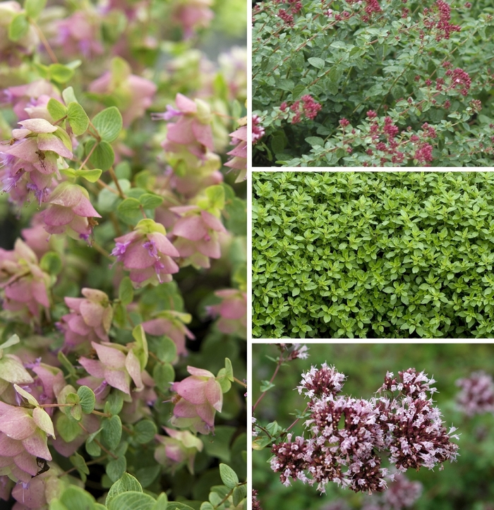 Origanum vulgare - Oregano from EC Browns Nursery