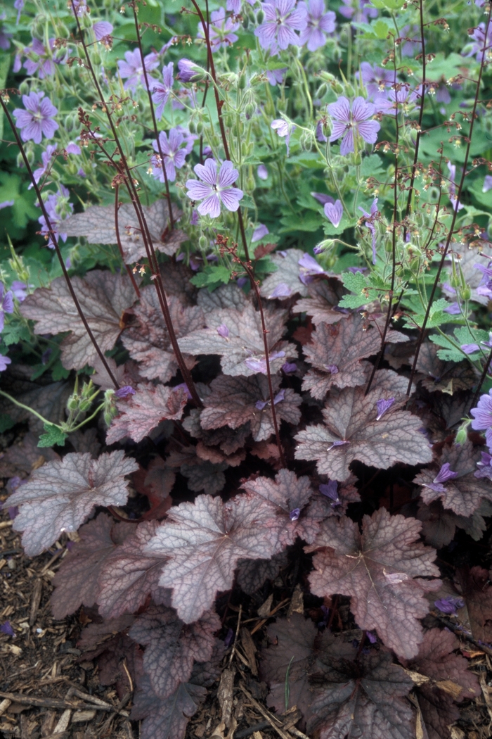 'Plum Pudding' Coral Bell - Heuchera hybrid from EC Browns Nursery