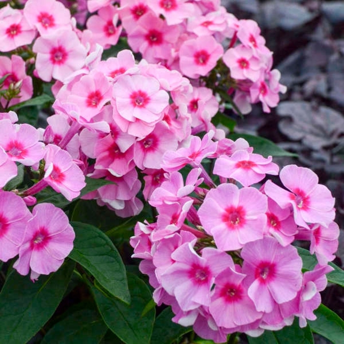 Early Pink Dark Eye Garden Phlox - Phlox paniculata from EC Browns Nursery