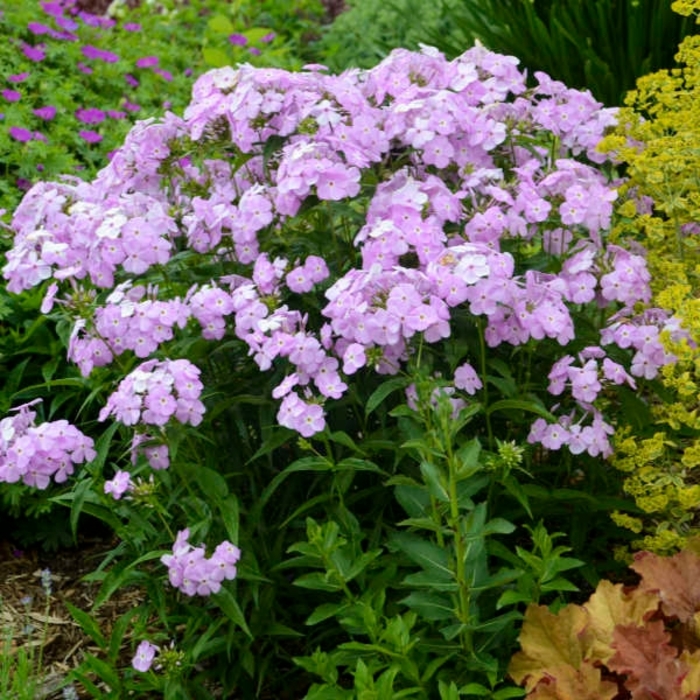 Amethyst Pearl Phlox - Phlox paniculata from EC Browns Nursery