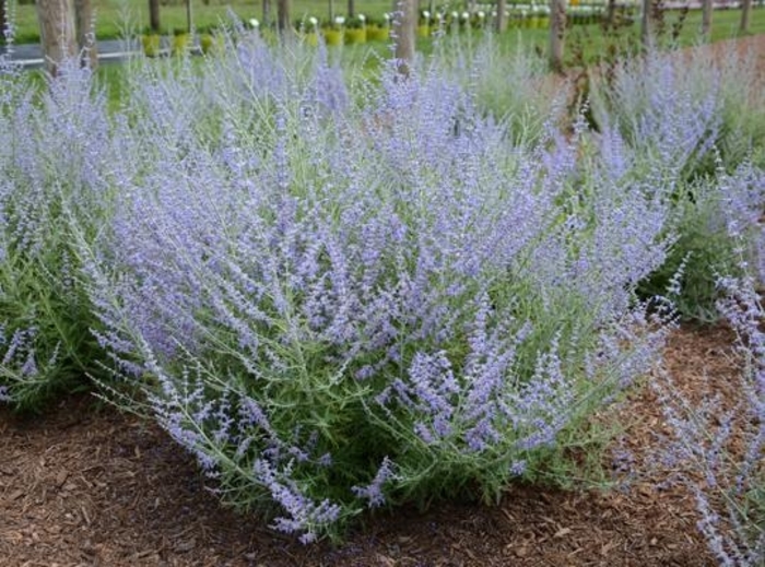 Russian Sage - Perovskia atriplicifolia 'Little Lace' from EC Browns Nursery