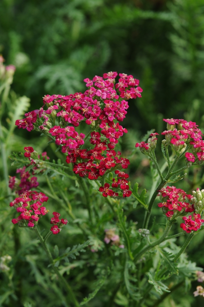Red Yarrow - Achillea millefolium 'New Vintage&trade; Red' from EC Browns Nursery