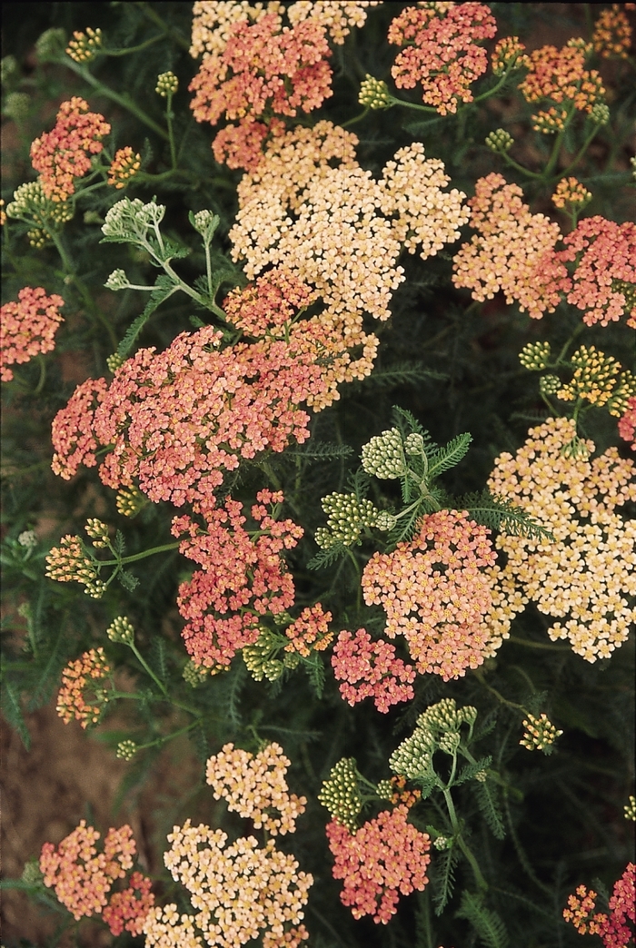 Yarrow - Achillea millefolium ''Apple Blossom'' from EC Browns Nursery
