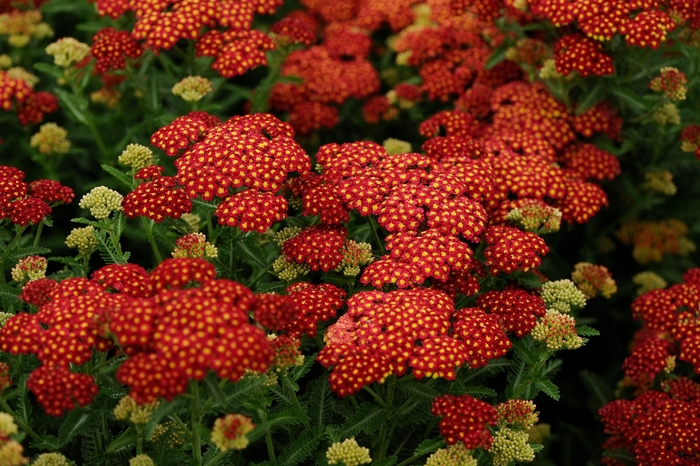 Yarrow - Achillea millefolium 'Strawberry Seduction' from EC Browns Nursery