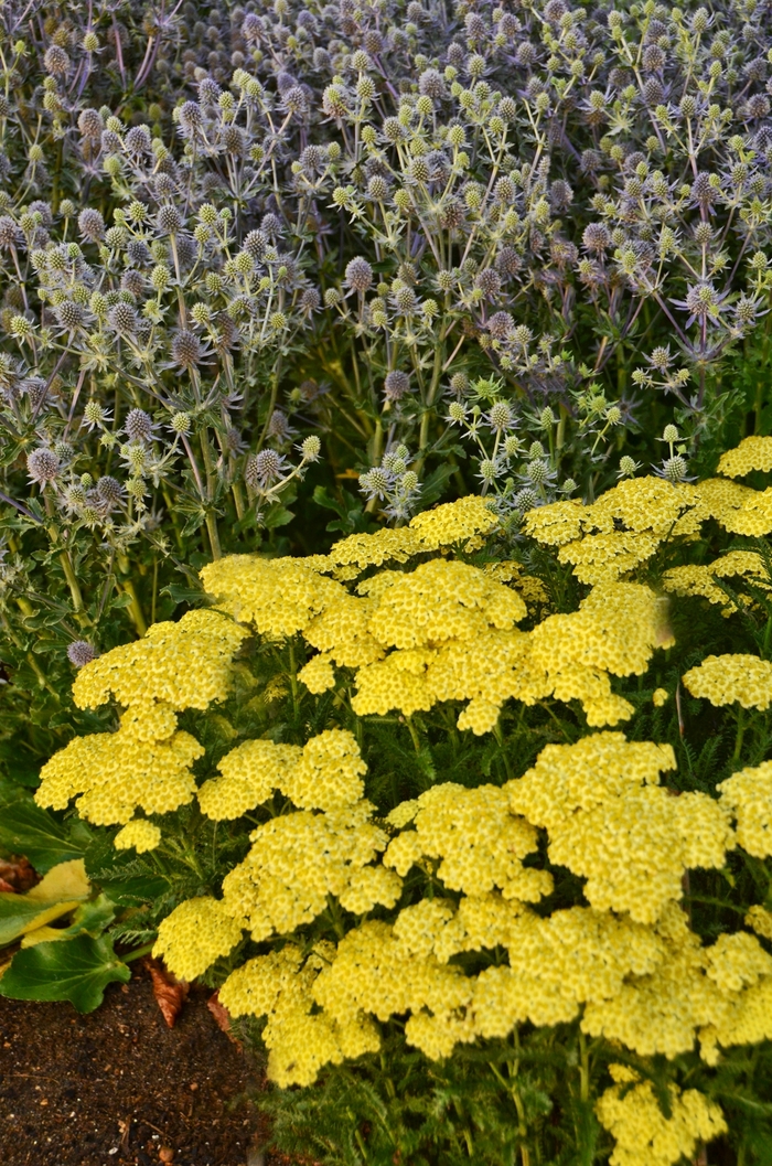 Yarrow - Achillea millefolium 'Sunny Seduction' from EC Browns Nursery
