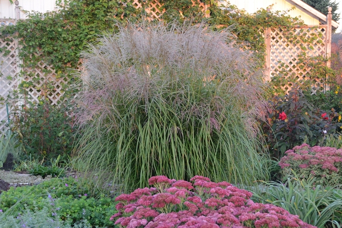 Maiden Grass - Miscanthus sinensis 'Autumn Anthem' from EC Browns Nursery